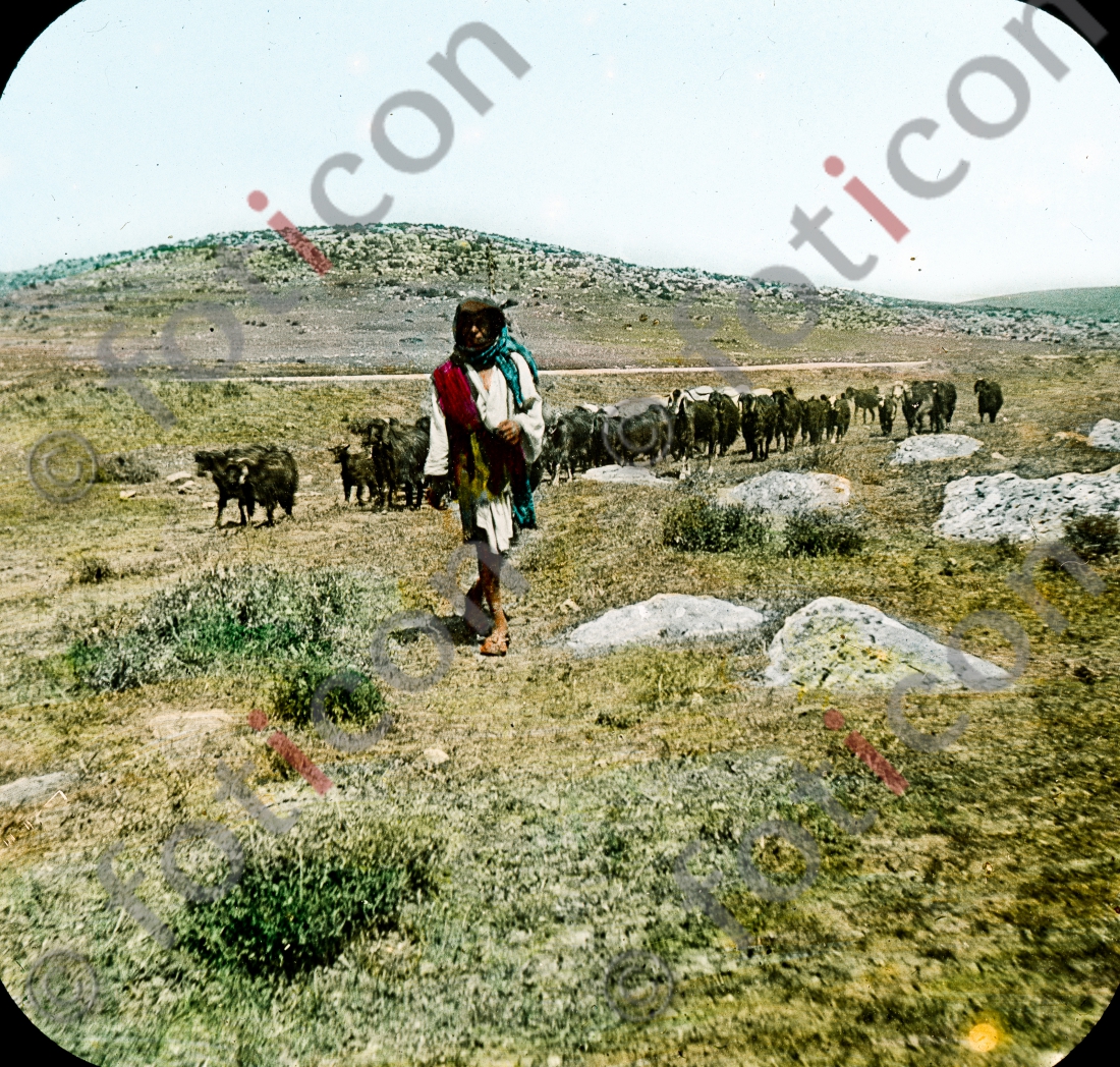 Hirte in Palästina | Shepherd in Palestine - Foto foticon-simon-149a-027.jpg | foticon.de - Bilddatenbank für Motive aus Geschichte und Kultur